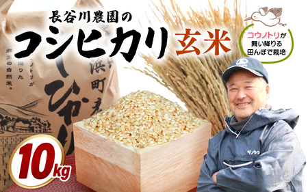 玄米 10kg【令和7年産】長谷川農園の コシヒカリ 玄米 [m22-b003]