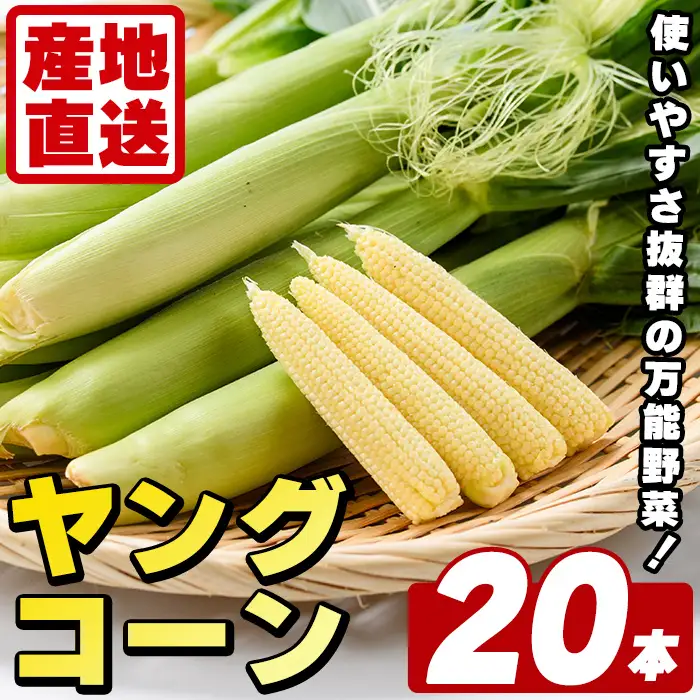 ヤングコーン (20本) 国産 野菜 ヤングコーン 鹿児島県産 阿久根市産 天ぷら フライ 中華炒め 肉巻き 【うとさんち】akn067-17