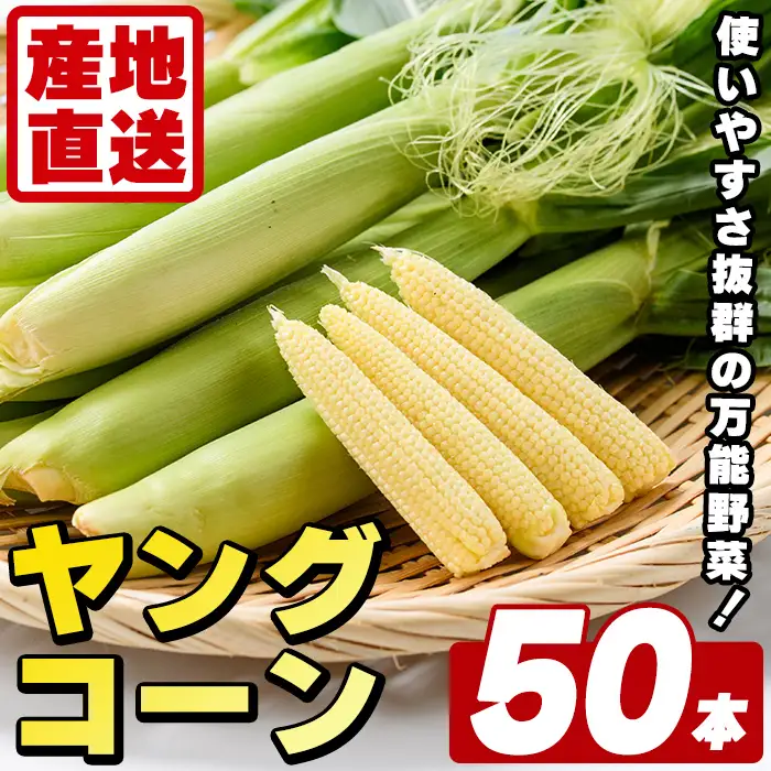 ヤングコーン (50本) 国産 野菜 ヤングコーン 鹿児島県産 阿久根市産 天ぷら フライ 中華炒め 肉巻き 【うとさんち】akn067-18