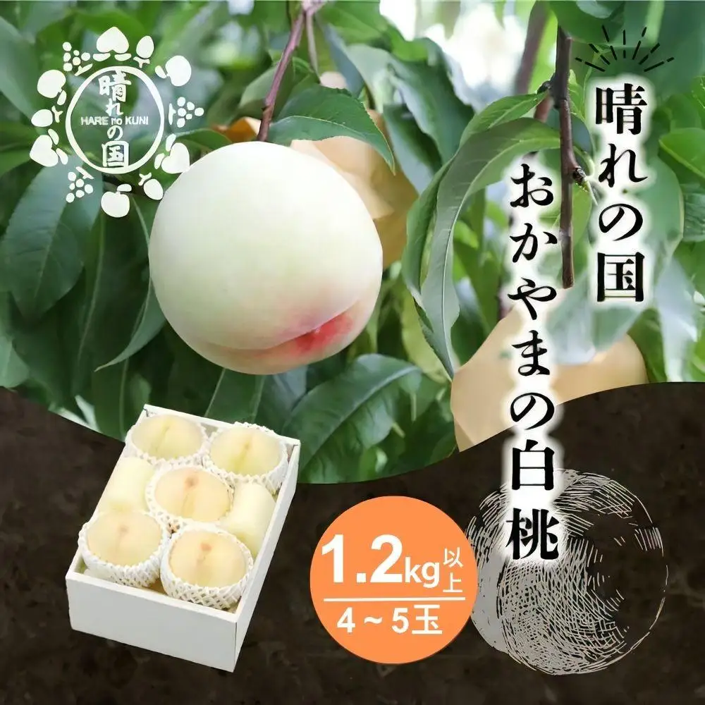 【先行予約】 白桃1.2kg以上（4～5玉）【８月中旬～９月上旬発送】【021-a026】