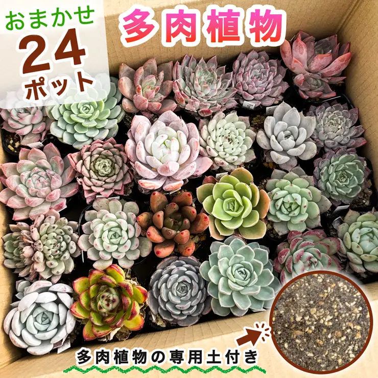 《9月下旬より順次発送》多肉植物 苗 おまかせ 24ポット★多肉植物専用土2パック付きで初心者も安心！｜先行受付 ガーデニング [0995]
