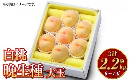 白桃 晩生種（大玉） 6～7玉（約2.2kg）岡山 桃 晩生種 白麗 瀬戸内白桃 果肉 固め 大玉【2026年8月上旬～9月下旬発送予定】