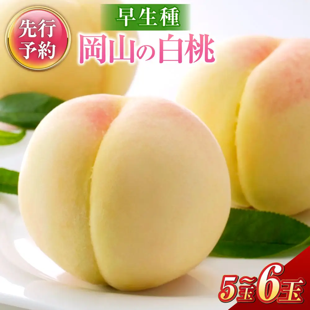 《ご家庭用》 岡山の白桃 （早生種） 5～6玉 （合計約1.3kg） 桃 もも モモ 白桃 くだもの 果物 国産フルーツ 国産 岡山県 倉敷市 【2027年6月下旬～7月下旬迄順次発送予定】