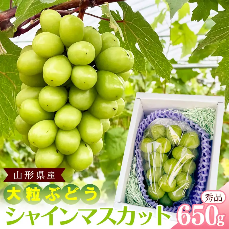 【先行予約】山形県産 シャインマスカット 秀品 650g（1房） 令和8年産 【2026年9月中旬頃から10月下旬頃発送予定】※配送不可 沖縄・離島　010-B-RF006