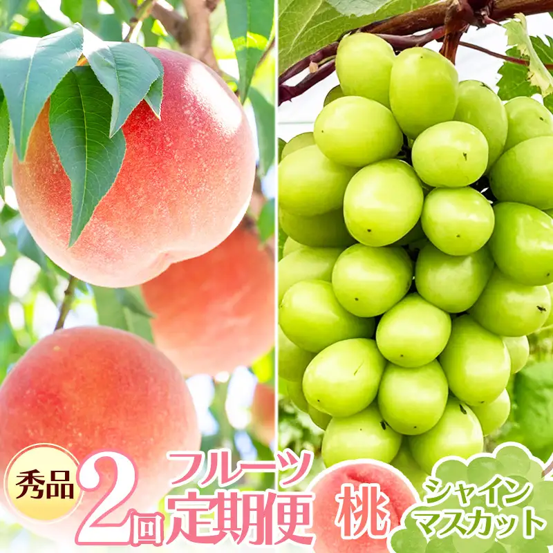【先行予約】令和8年産 フルーツ 2回 定期便 桃 シャインマスカット 秀品 山形県産 【2026年8月上旬頃から発送開始予定】※配送不可 沖縄・離島　020-B-RF008