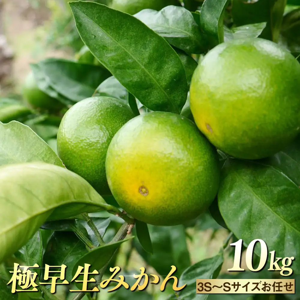 ※先行予約・2026年9月下旬発送開始予定※ 和歌山産 極早生みかん 10kg 3S～Sサイズおまかせ ［YN-26］ 橋詰農園
