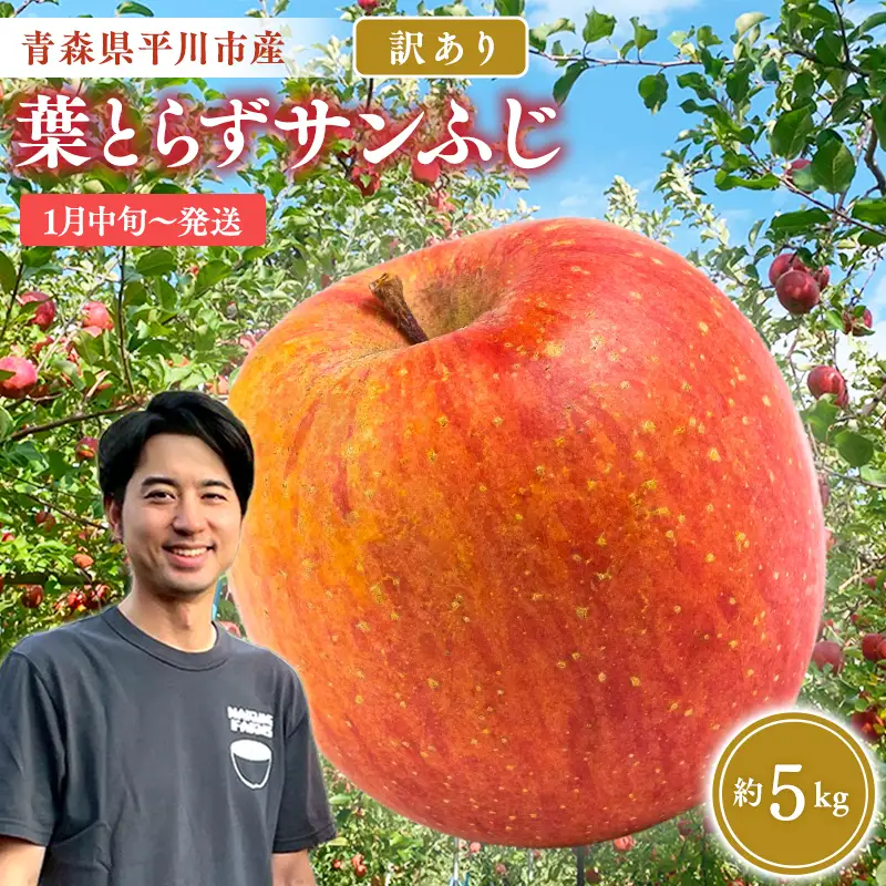 りんご 家庭用 葉取らずサンふじ 約5kg 青森県平川市産 [hi-0036-014]