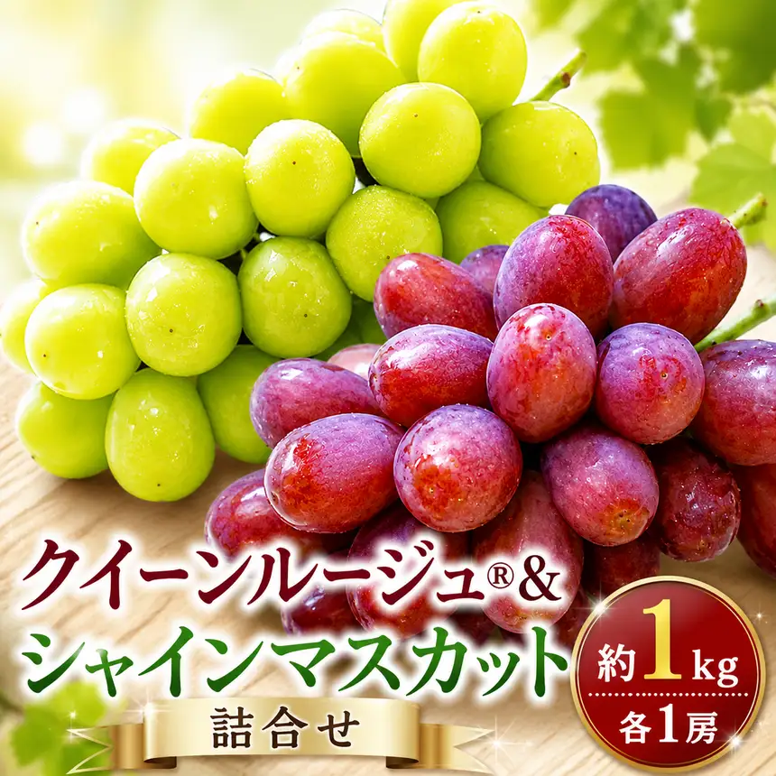 先行受付 クイーンルージュ®& シャインマスカット 詰合せ 約1kg 各1房 【2026年9月上旬～11月上旬発送予定】［新規就農者応援コース 幸作会］フルーツ ブドウ 果物 ［K-37］