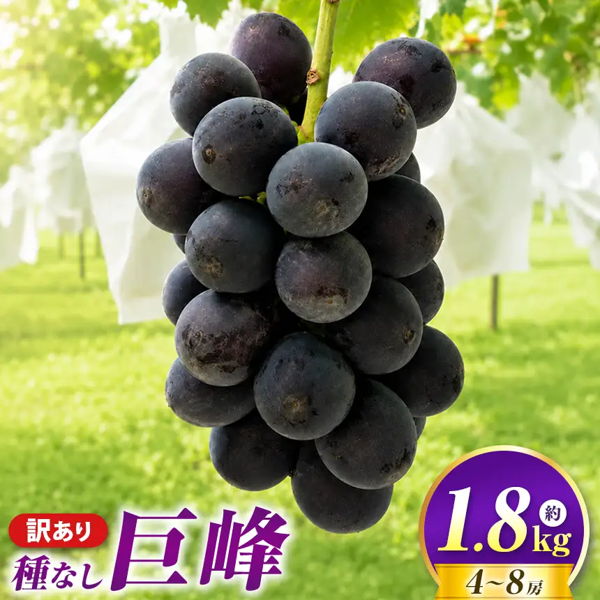 先行受付【訳あり】種なし巨峰 約1.8kg 4～8房 2026年8月下旬〜10月上旬頃発送予定［新規就農者応援コース 幸作会］［K-29］