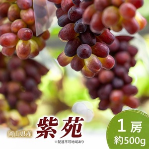 ぶどう岡山県産 紫苑 1房(約500g)   岡山県産 ぶどう