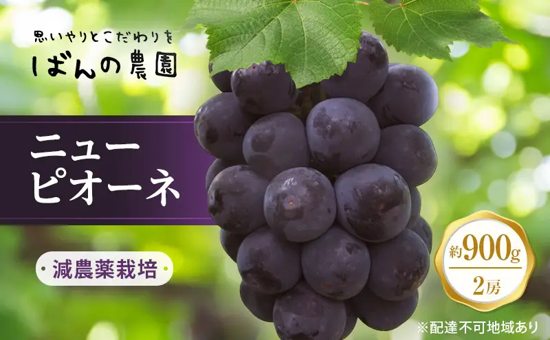 ぶどう 2026年 先行予約 ニュー ピオーネ 2房 約900g   岡山県産 ピオーネ