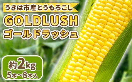 【先行予約】とうもろこし ゴールドラッシュ 5本～8本入 （ 約2kg ） フルーツコーン 甘い 野菜 トウモロコシ 冷蔵 【 2027年5月下旬～6月下旬発送予定 】