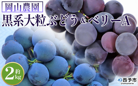＜黒系大粒ぶどう＆ベリーAセット 約2kg＞ 果物 くだもの フルーツ 葡萄 ブドウ 品種お任せ 特産品 産地直送 岡山農園 愛媛県 西予市 冷蔵 『2026年8月中旬～9月下旬迄に順次出荷予定』UOB0001