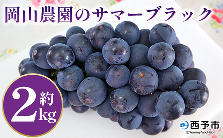 ＜サマーブラック 約2kg＞果物 くだもの フルーツ 葡萄 ブドウ 皮ごと食べられる 果実 岡山農園 愛媛県 西予市 冷蔵 『2026年7月下旬～8月中旬迄に順次出荷予定』UOB0002