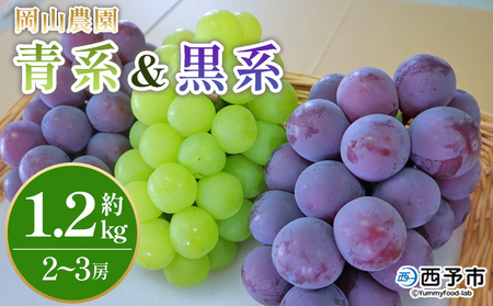 ＜青系＆黒系ぶどうセット 約1.2kg＞果物 くだもの フルーツ 大粒 大きい 食べ応え 葡萄 ブドウ 果肉 果実 青果 濃厚 甘み 甘い 食べ比べ 贈り物 贈答 岡山農園 愛媛県 西予市 冷蔵 『2026年8月中旬～9月下旬迄に順次出荷』UOB0005