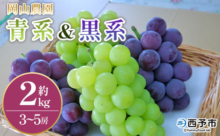 ＜青系＆黒系ぶどうセット 約2kg＞果物 くだもの フルーツ 大粒 大きい 食べ応え 葡萄 ブドウ 果肉 果実 青果 濃厚 甘み 甘い 食べ比べ 贈り物 贈答 岡山農園 愛媛県 西予市 冷蔵 『2026年8月中旬～9月下旬迄に順次出荷』UOB0006