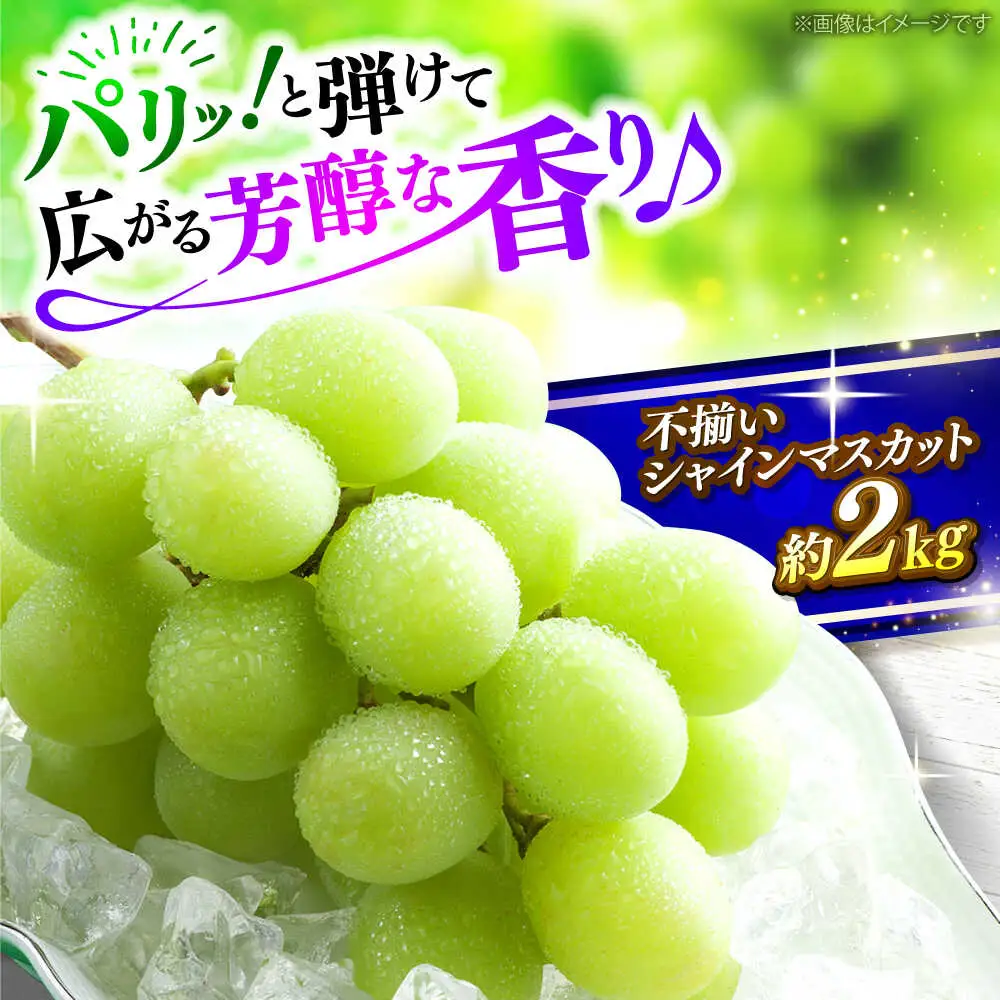シャインマスカット 訳あり 約2kg APAB009 シャインマスカット