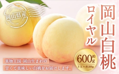 岡山白桃 ロイヤル 3玉×約200g （ Lサイズ ） 岡山県産 白桃 桃 もも モモ くだもの 果物 果実 フルーツ 国産 ギフト 贈り物 【 2026年7月上旬～8月下旬発送予定 】