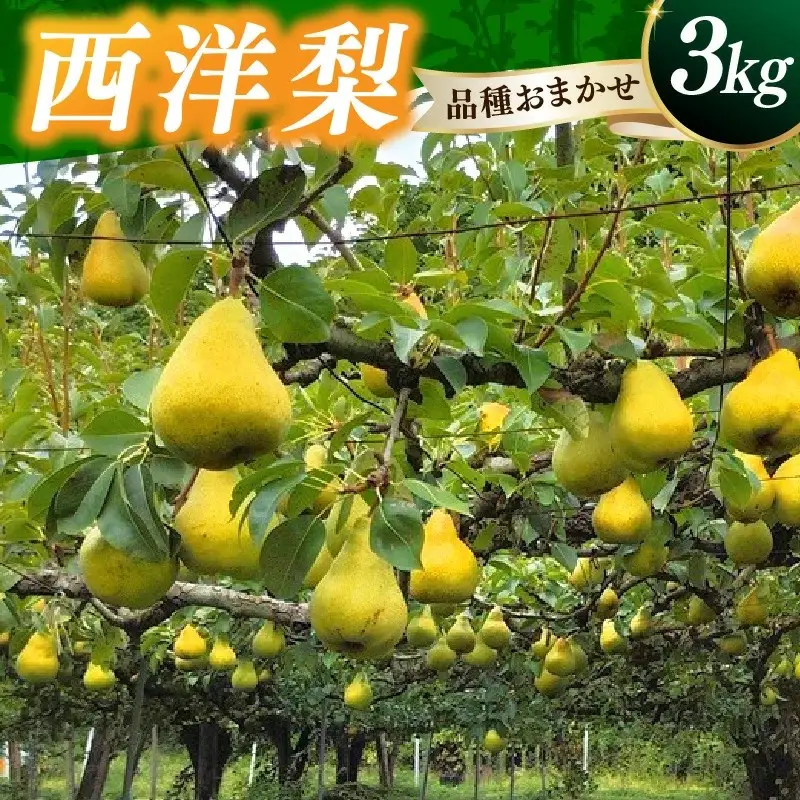 西洋梨（品種おまかせ）３ｋｇ　0030-2625