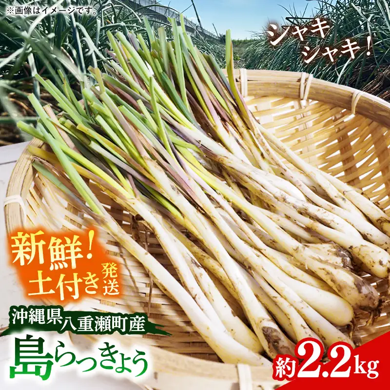 【先行受付】新地農園 沖縄県産 島らっきょう 約2.2kg - 生らっきょう 国産 先行予約 塩漬け 浅漬け 甘酢漬け 漬物 天ぷら チャンプルー 土付き おすすめ 送料無料 八重瀬町