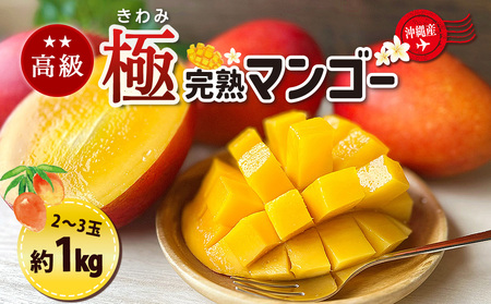 高級マンゴー　極１kg 【熱帯資源植物研究所】