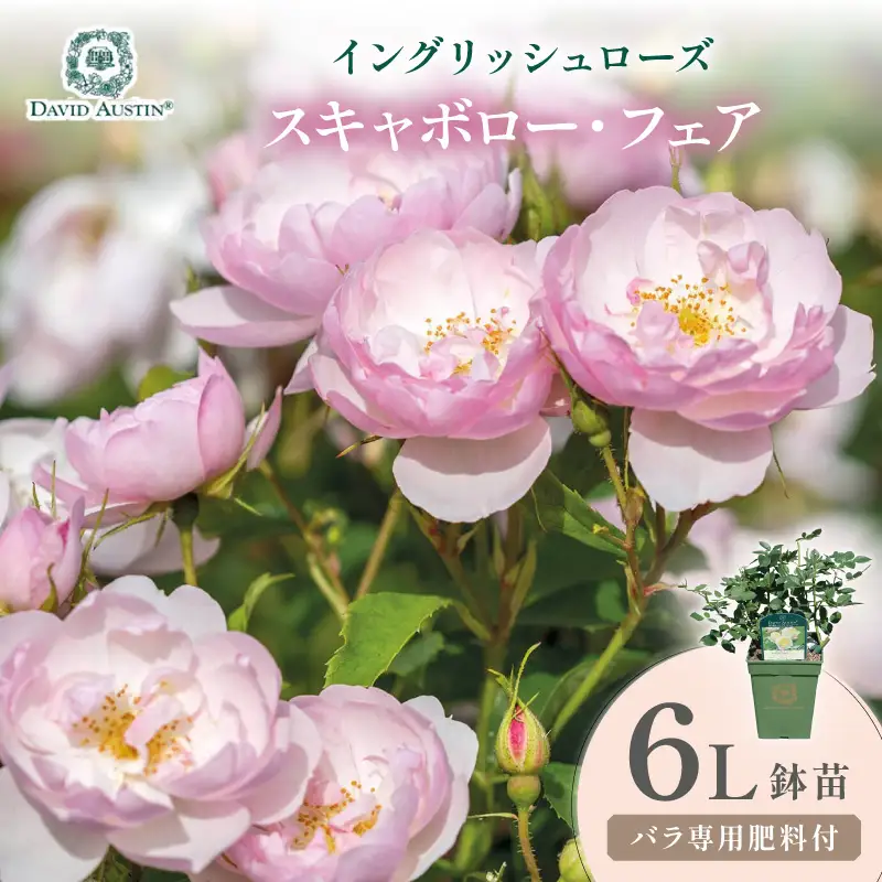 【イングリッシュローズ】デビッド・オースチン スキャボロー・フェア 6L鉢苗（バラ専用肥料付）【025D-042】