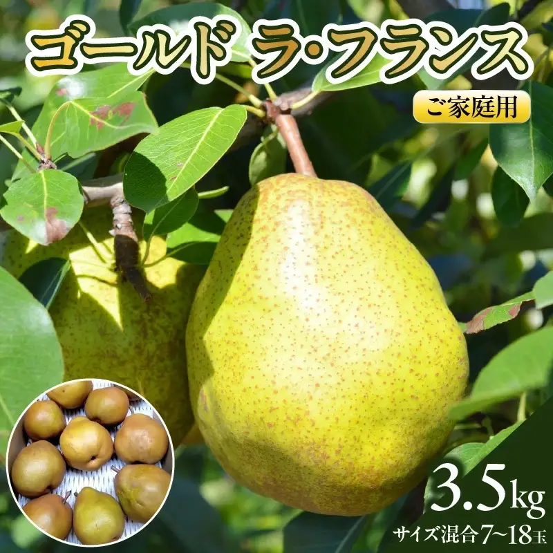 西洋梨（ゴールドラ・フランス）３.５ｋｇ　ご家庭用　0142-2614