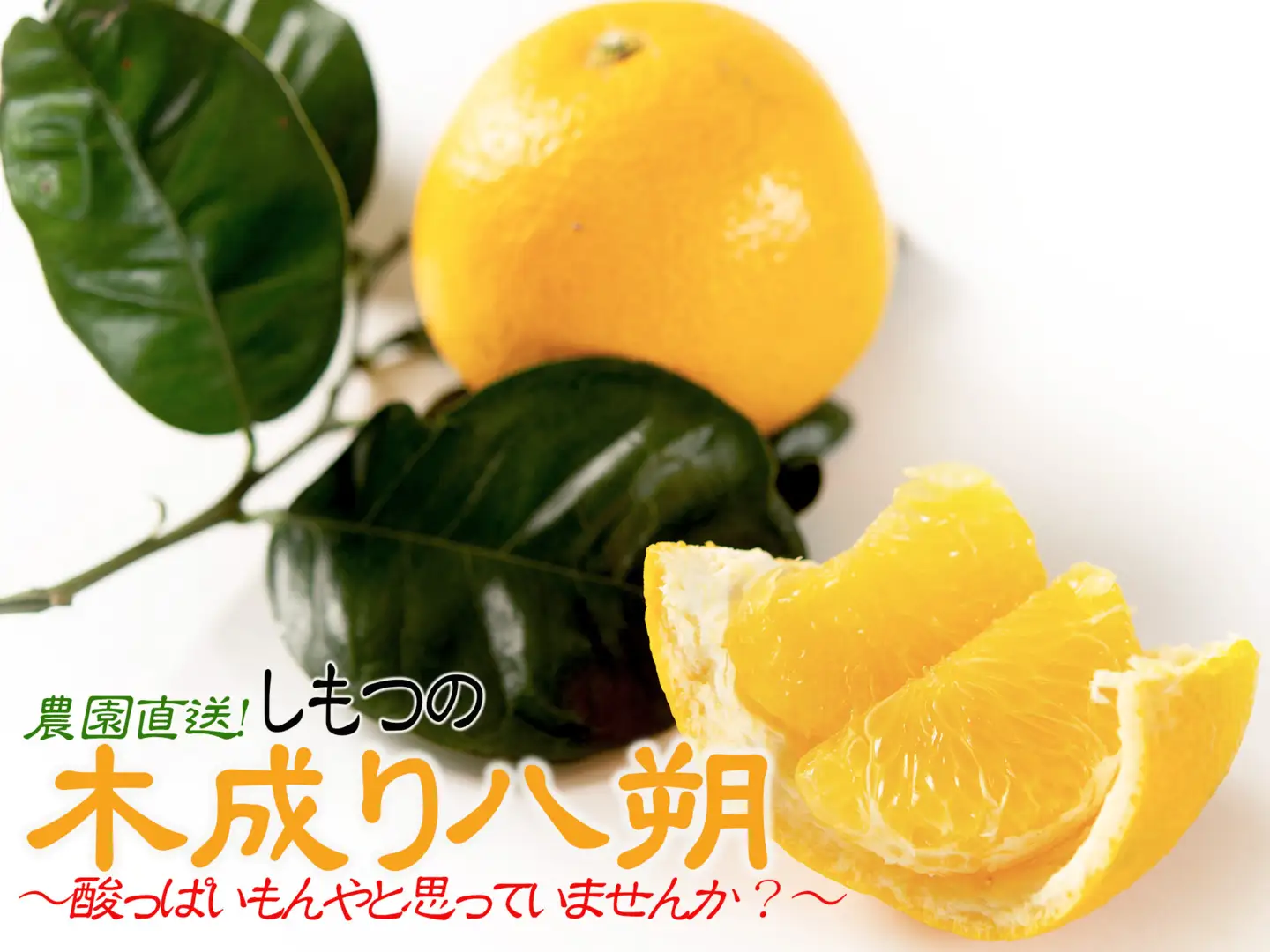 八朔 10kg 訳あり 木成り八朔［Mg69］