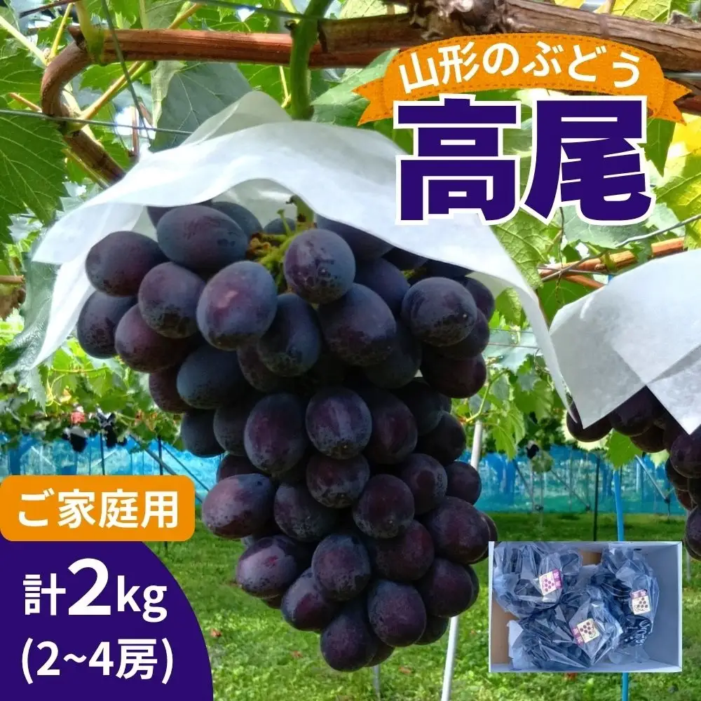 山形のぶどう（高尾）２～４房　合計２ｋｇ　ご家庭用　0017-2605