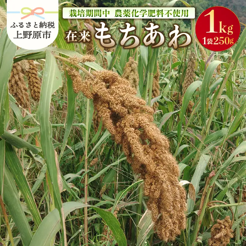 上野原産　在来もちあわ1ｋｇ　～栽培期間中農薬化学肥料不使用栽培 上野原の地形が作った雑穀の歴史～