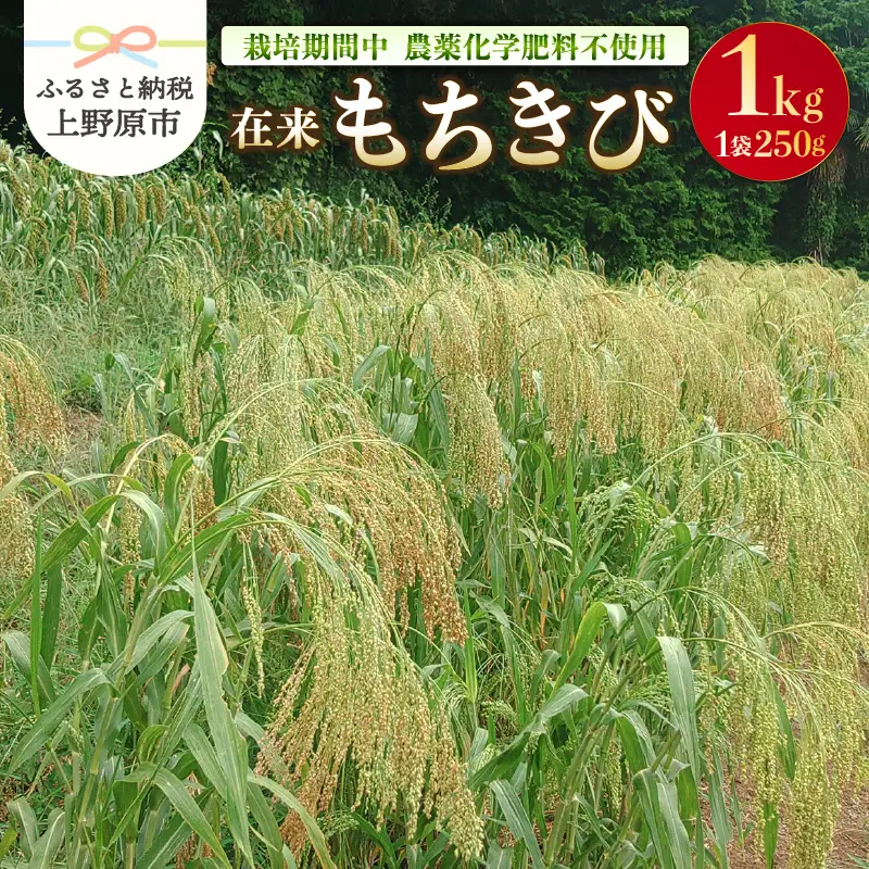 上野原産　在来もちきび1ｋｇ　～栽培期間中農薬化学肥料不使用栽培 上野原の地形が作った雑穀の歴史～