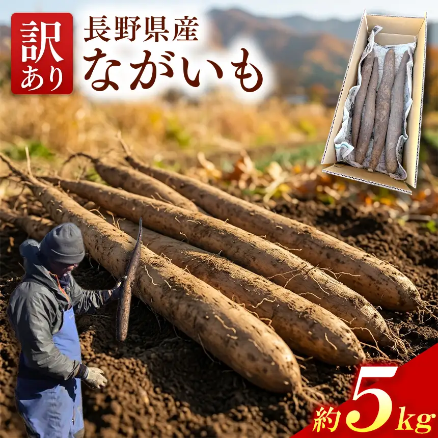 ながいも 訳あり 信州 伊那産 ながいも 約5kg 規格外 家庭用 自家用 長芋 みのる農園 長野【013-64】