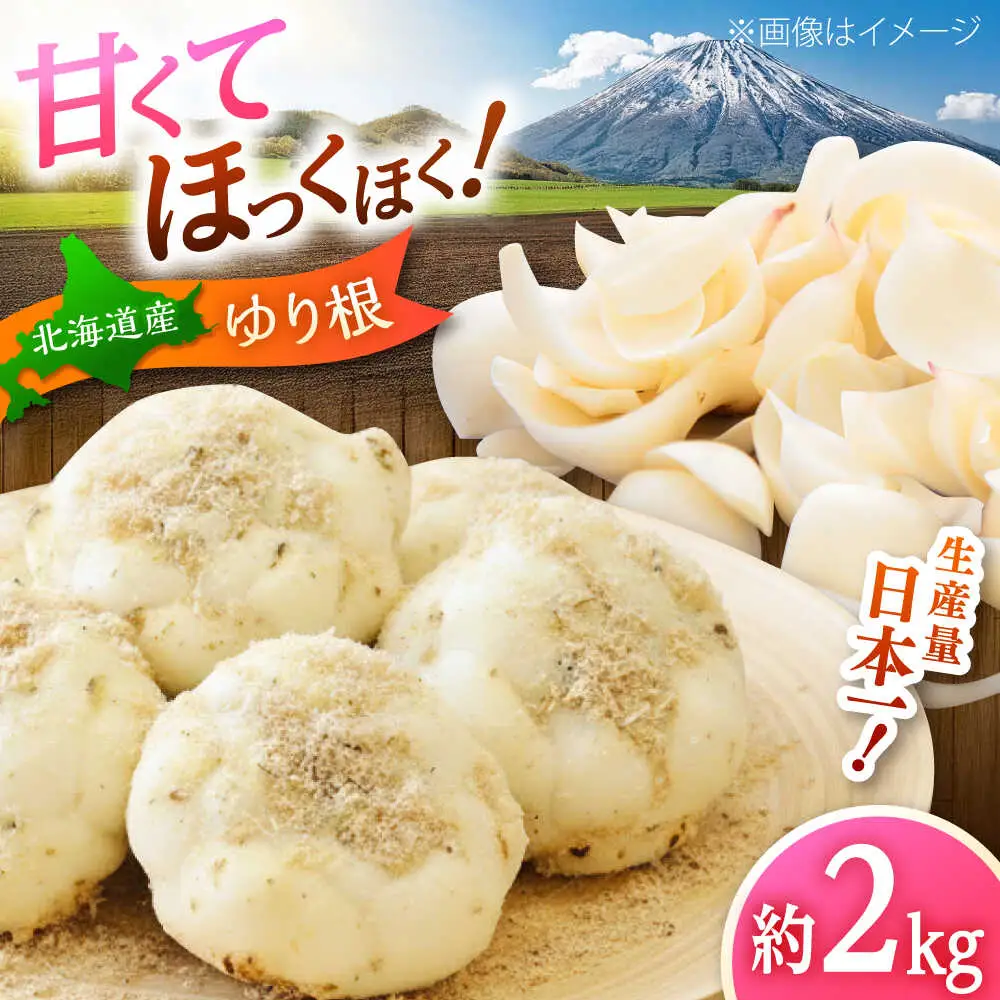【2026年11月上旬以降発送】 ゆり根 Lサイズ 約2kg | ゆり根 ゆりね 野菜 冬野菜 産地直送 北海道 | 道の駅 真狩フラワーセンター[BPAM002]