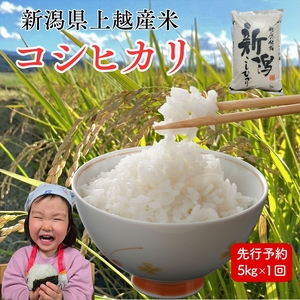 令和8年産 先行予約 新潟県上越市産 コシヒカリ 5kg 5キロ 新米 精米 米 新潟県産 こしひかり 限定 おすすめ 米ヴィレッジさんわ