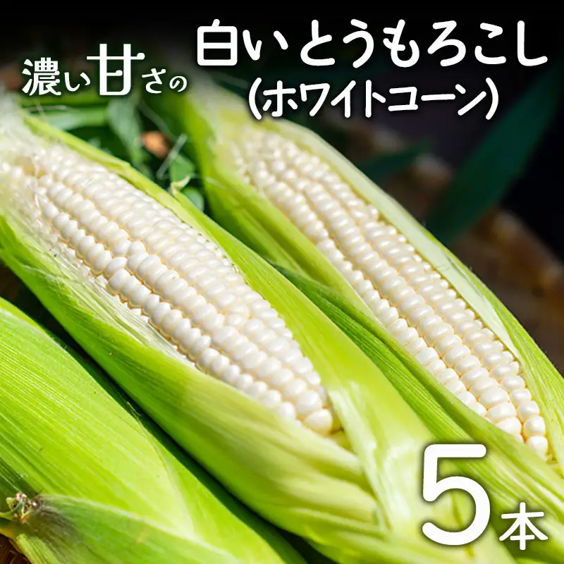 とうもろこし ホワイトコーン 5本 朝採れ とうもろこし