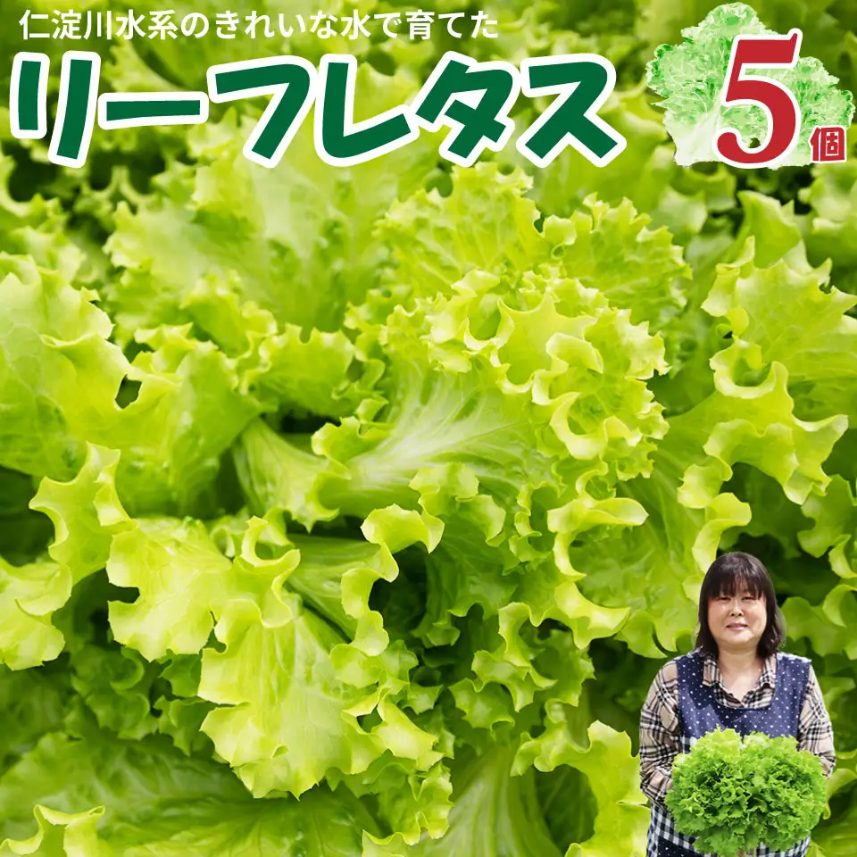 【ふるさと納税】 ＜佐川町産 リーフレタス 5袋＞水耕栽培 野菜 高知 新鮮 西村農園 【冷蔵】