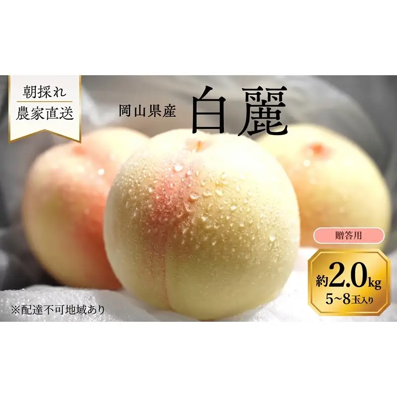 桃 2027年 先行予約 岡山県産 白麗 贈答用 2.0kg(5～8玉) 朝採れ 農家直送
