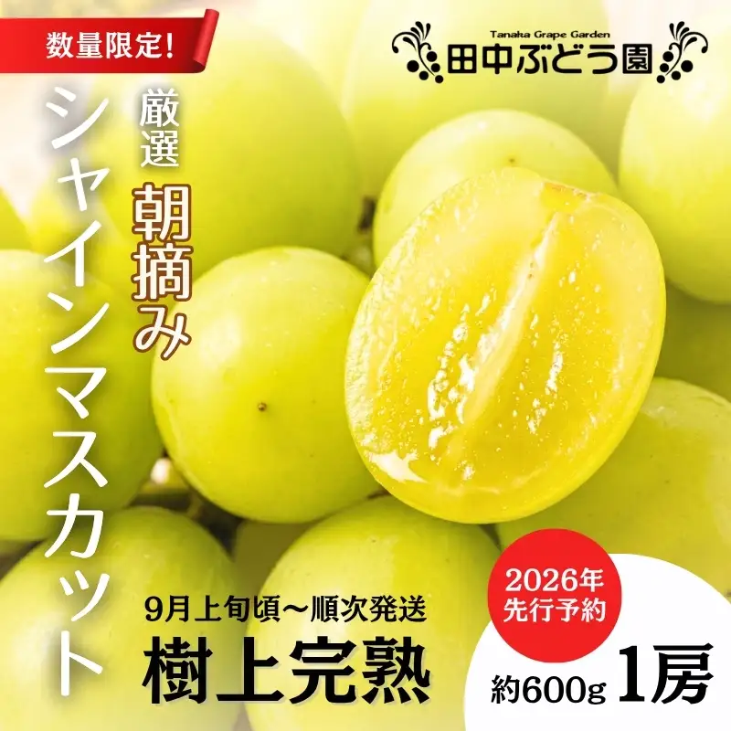 シャインマスカット  約600g 1房＜2026年発送分　先行予約受付中＞