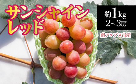 【2026年発送先行予約】南アルプス市産　サンシャインレッド約1.0kg（２～3房） ALPDD020