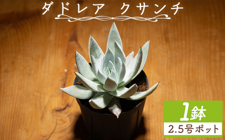 多肉植物 クサンチ ダドレア 多肉植物  cc-0001