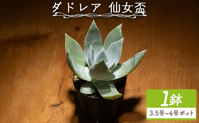 多肉植物 ブリトニー（仙女盃） ダドレア 多肉植物 cc-0020