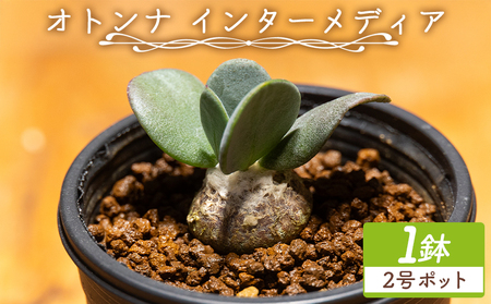 塊根植物 インターメディア オトンナ 塊根植物  cc-0004