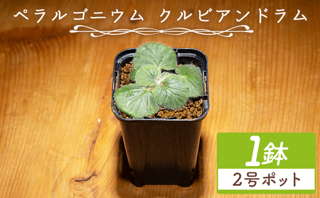 塊根植物 クルビアンドラム ペラルゴニウム 塊根植物 cc-0022