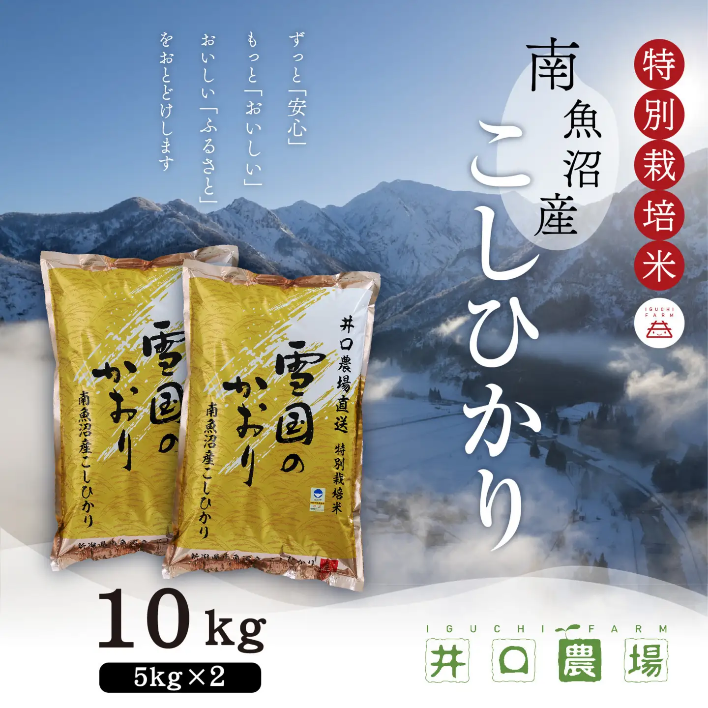 【令和７年産 】南魚沼産コシヒカリ10kg 井口農場こだわりの 特別栽培米｜コシヒカリ