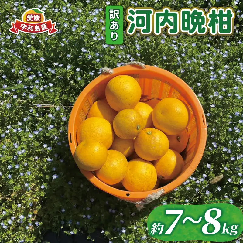 訳あり 河内晩柑 7 ～ 8 kg あかまつみかん 訳あり B010-203001