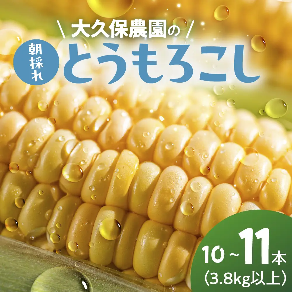 ＜先行予約＞ 朝採り とうもろこし 10本-11本 とうもろこし 冷蔵 糖度 フルーツ くらい 甘い 田原市 トウモロコシ コーン おやつ スイーツ コーンスープ にも 事前予約 旬 夏 初夏 野菜 やさい