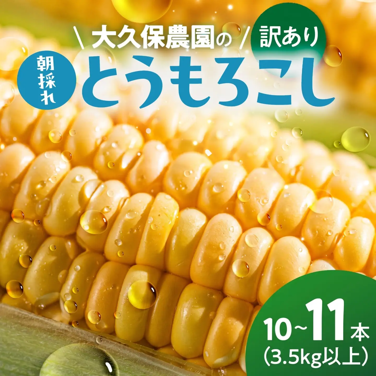 ＜先行予約＞ 朝採り とうもろこし 訳ありも選べる 10本-11本 (3.5kg以上) 訳あり とうもろこし 冷蔵 糖度 フルーツ くらい 甘い 田原市 トウモロコシ コーン おやつ スイーツ コーンスープ にも 事前予約 旬 夏 初夏 野菜 やさい