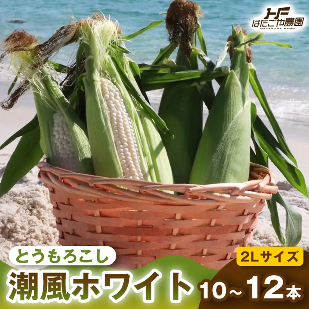 ［2027年発送 先行予約 夏の味覚］潮風ホワイト 2Lサイズ 10～12本 とうもろこし トウモロコシ 白 コーン とうもろこし BBQ 焼き肉 白浜町