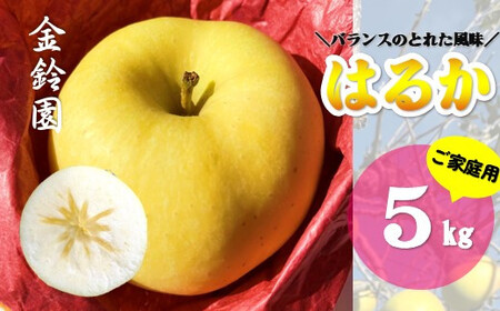 ＼ 予約受付 26年11月下旬 発送開始予定 ／【 北上市産 りんご 】金鈴園 はるか  [ 家庭用 ] 5キロ (約13～18玉) 林檎 リンゴ 5kg 国産 産地直送 フルーツ 果物 岩手県 北上市 D0445 りんご 訳あり