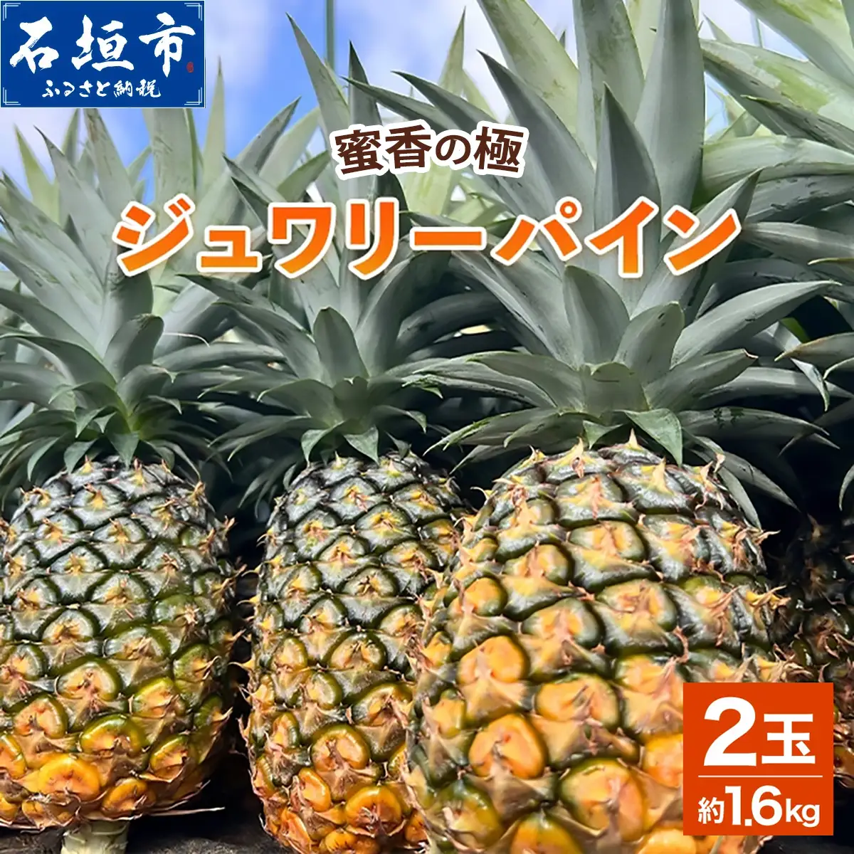 《2027年6月以降順次発送》お試し用 蜜香の極 ジュワリーパイン 2玉 約1.6kg
